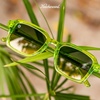 image:imageKnockaround Narrow Rectangle Polarized Sunglasses for Women  UV ProtectionPucker Up  Lemon Lime